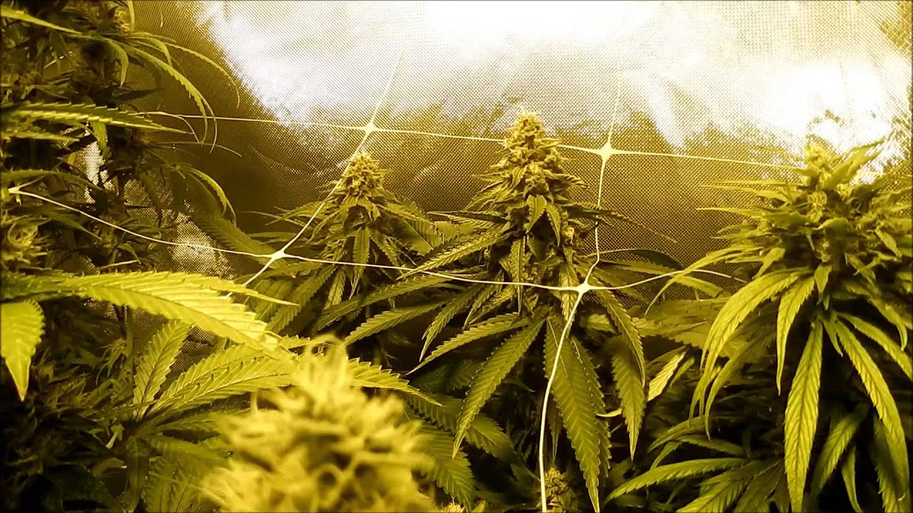 SinCity Seeds- Blue Lime Pie and ThunderStruck Week 8 of Flowering