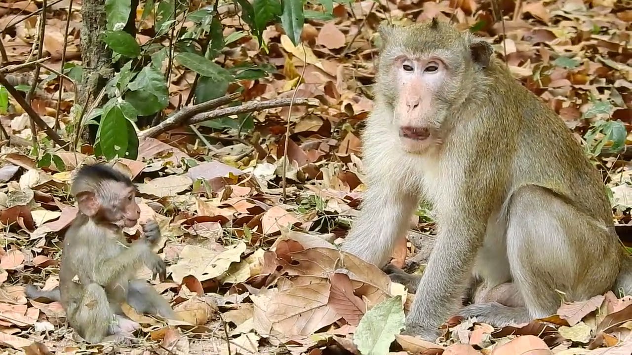 Aww, Cute Baby Monkeys Videos Compilation | Funny and Cute Moments of the Monkeys&mdash;SVA daily life
