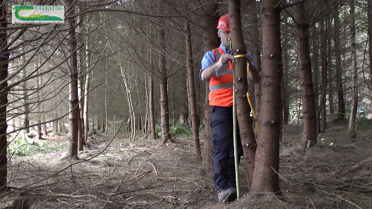 Is my conifer forest ready for thinning? Check with the Ready Reckoner