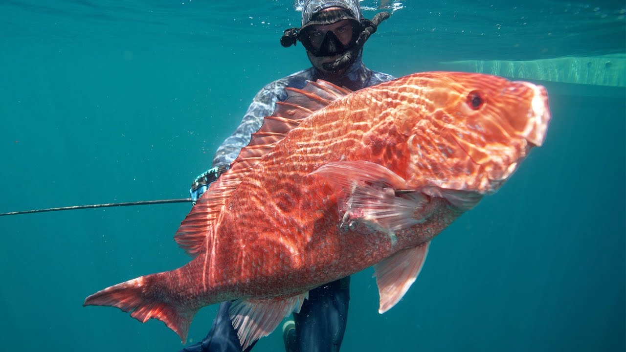 Insane Day Spearfishing Oil Rigs & Wrecks for HUGE Snapper & Cobia || Catch Cook || Gulf of Mexico