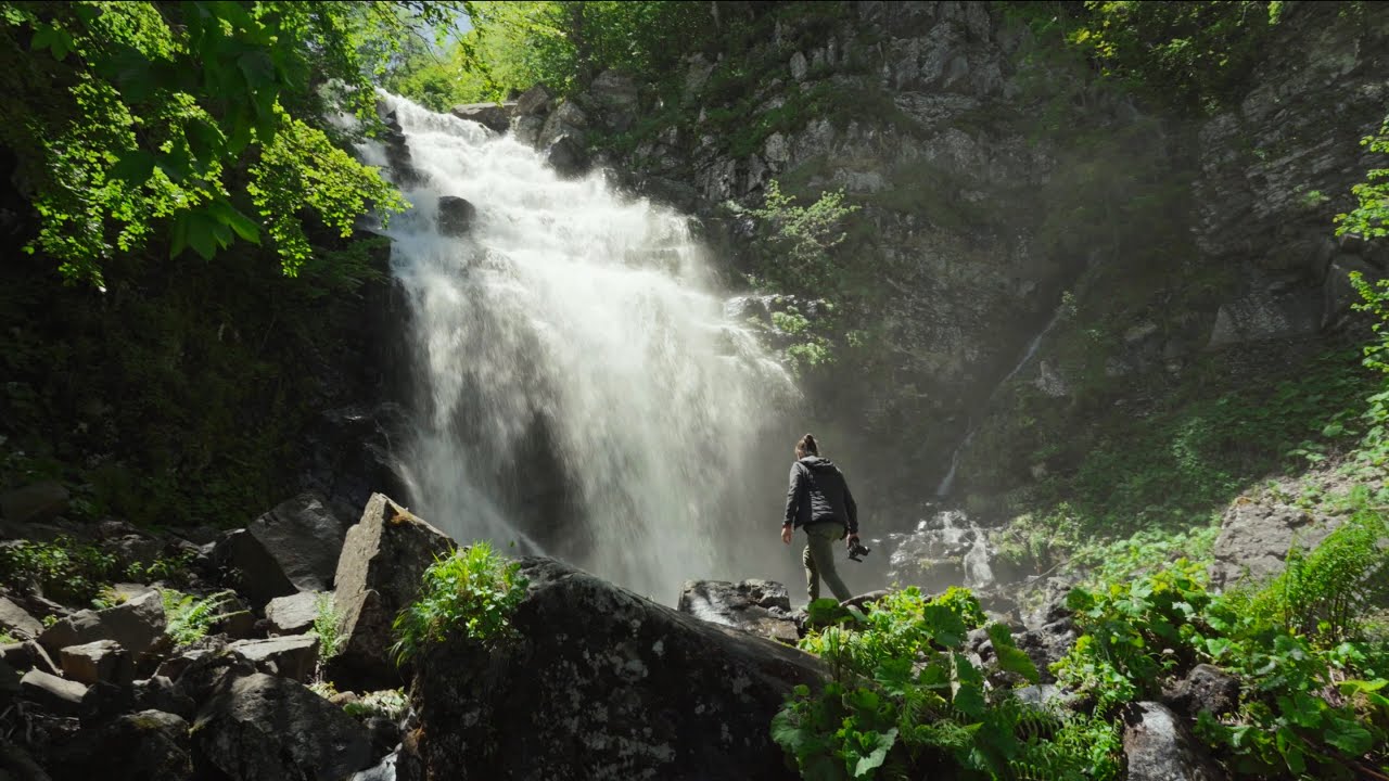 Wet Forests