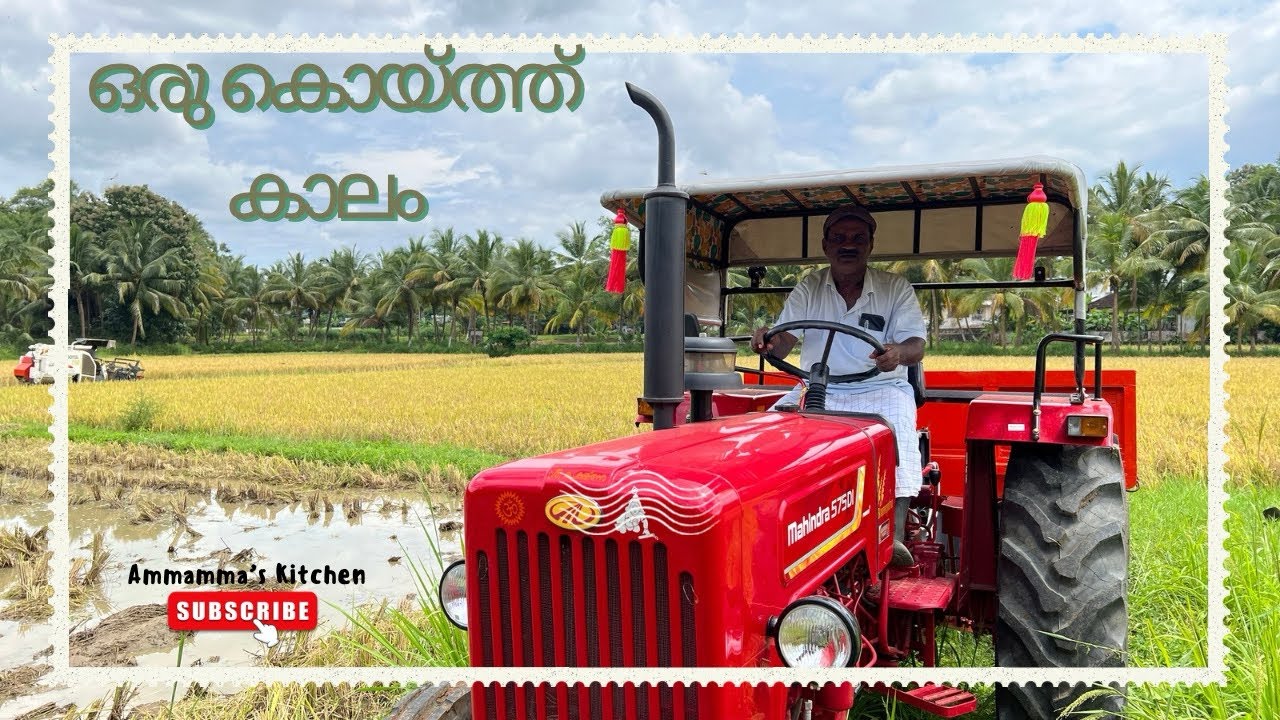 ഒരു പാലക്കാടൻ കൊയ്ത്ത് കാലം | Paddy Harvesting #ammammaskitchen #palakkad #tradition