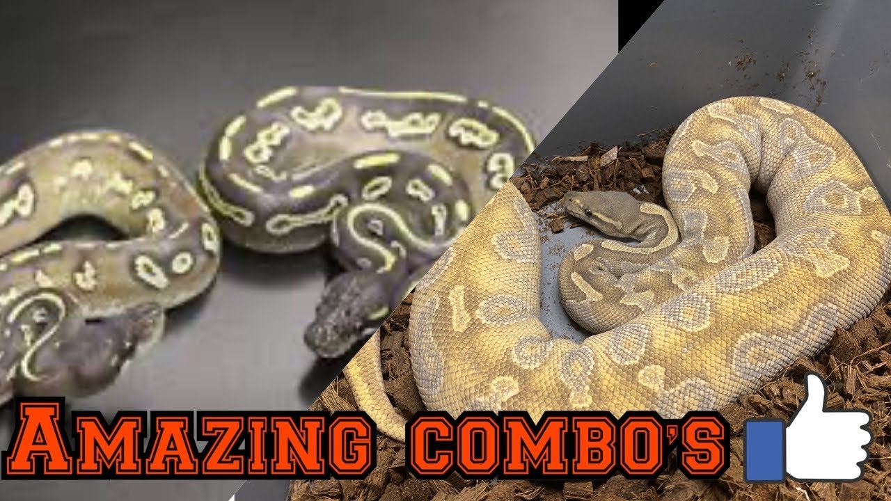 Black Head & Chocolate Combo's 2020