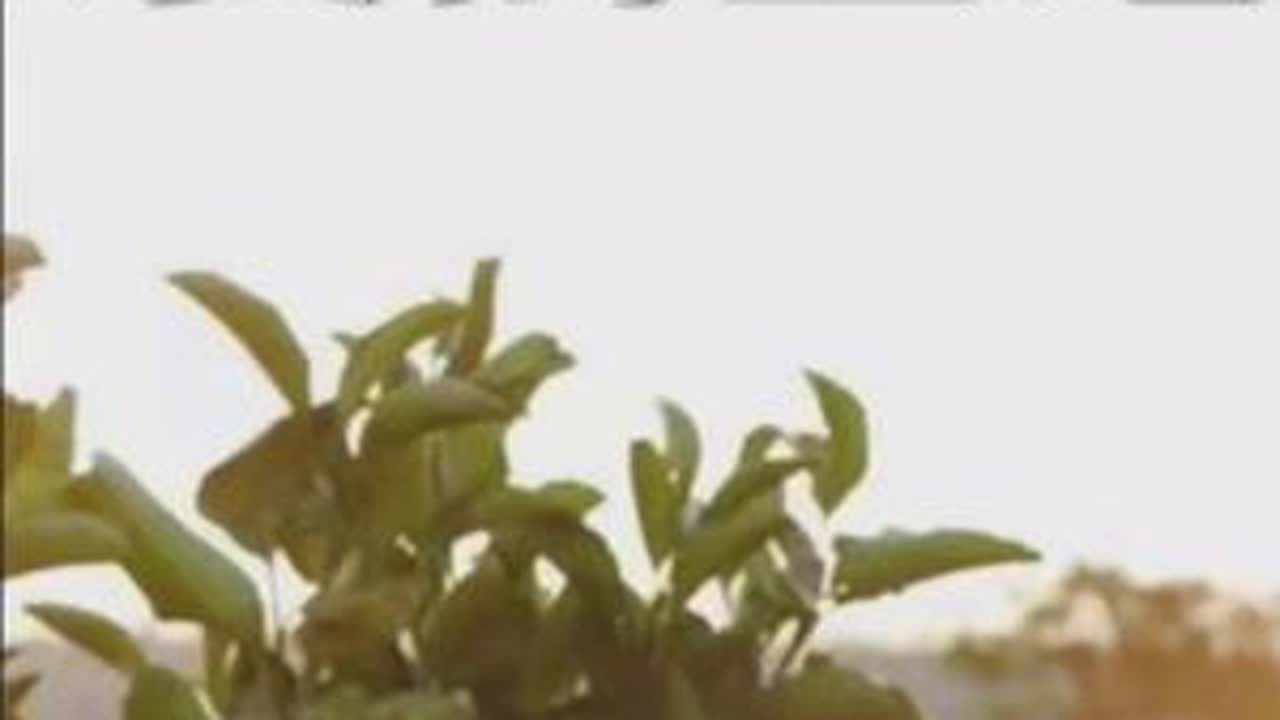 父亲一大早给女儿灌心灵鸡汤 ，原因竟是...#文案 #父女 #生活