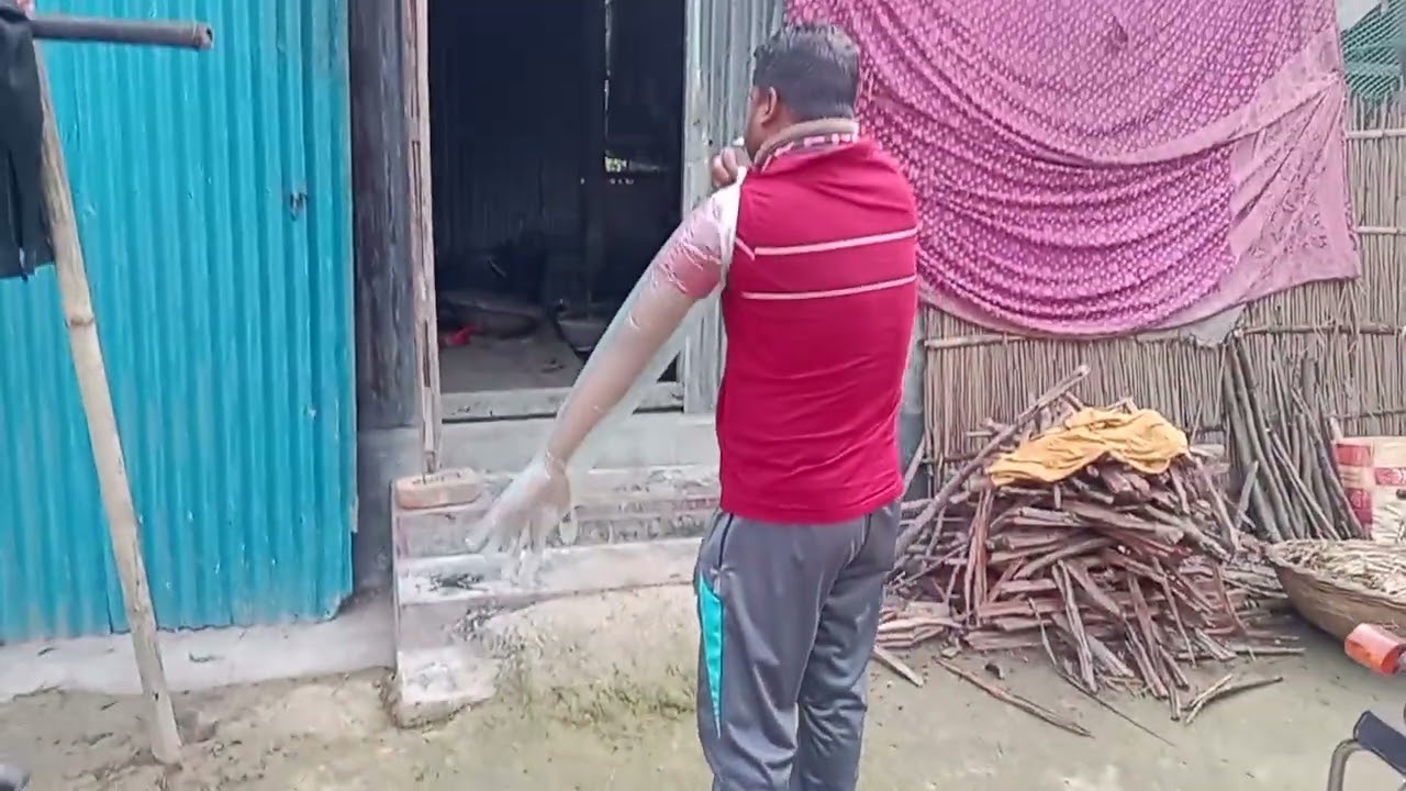 ব্র‍্যাকের সিমেন দিয়ে শাহিয়াল বাছুরকে পাল দিলাম