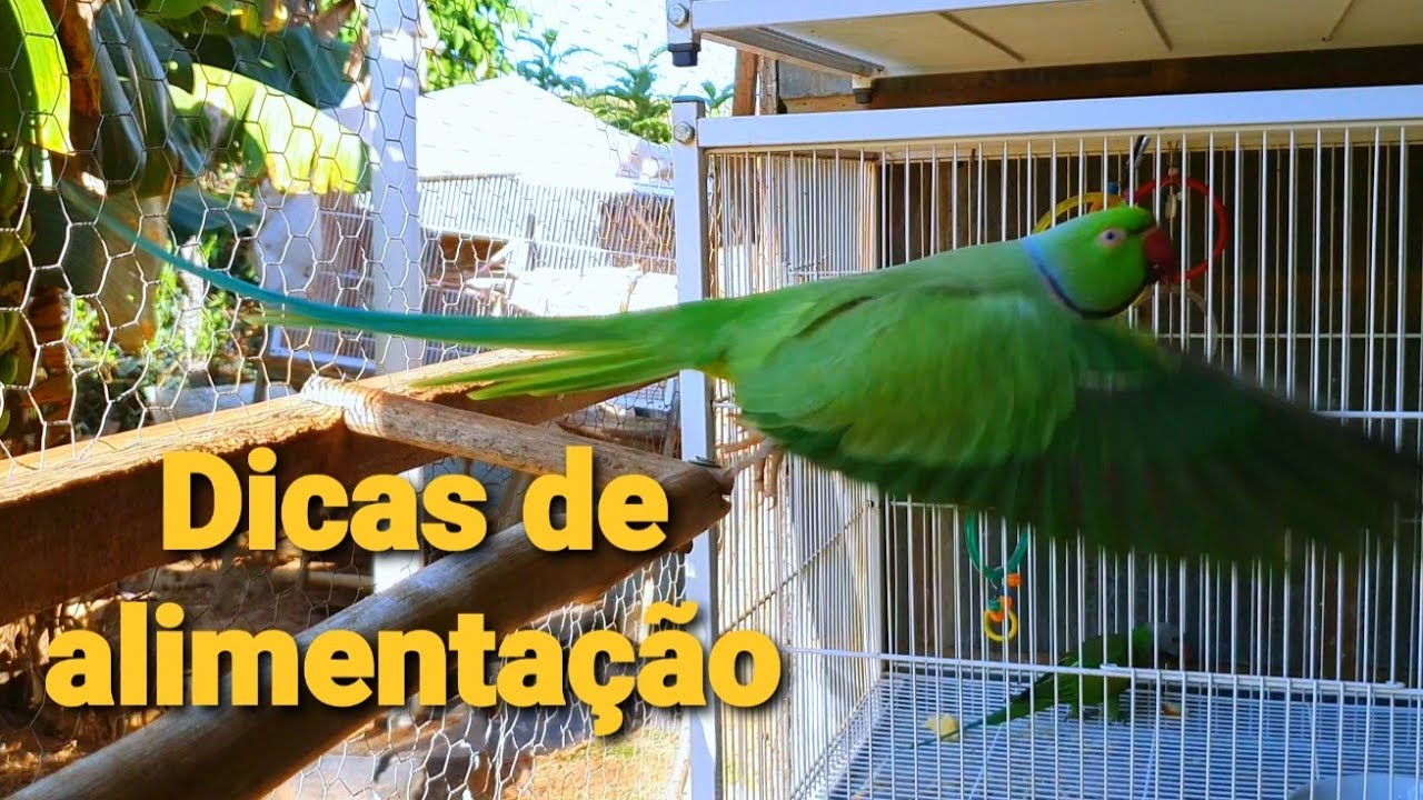 COMO ENSINAR SUA AVE COMER OUTROS ALIMENTOS