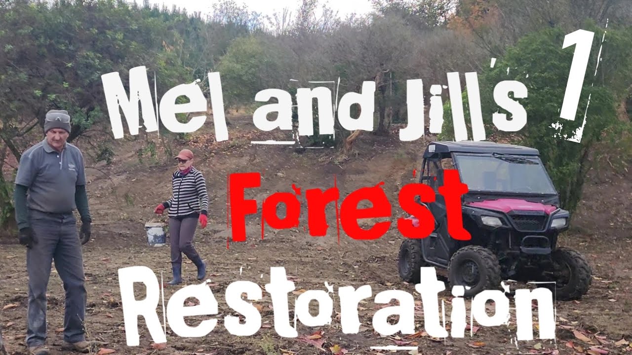 Futureproof your land forest restoration. Te Ngahere hou. #nativetrees #naturelovers #nz