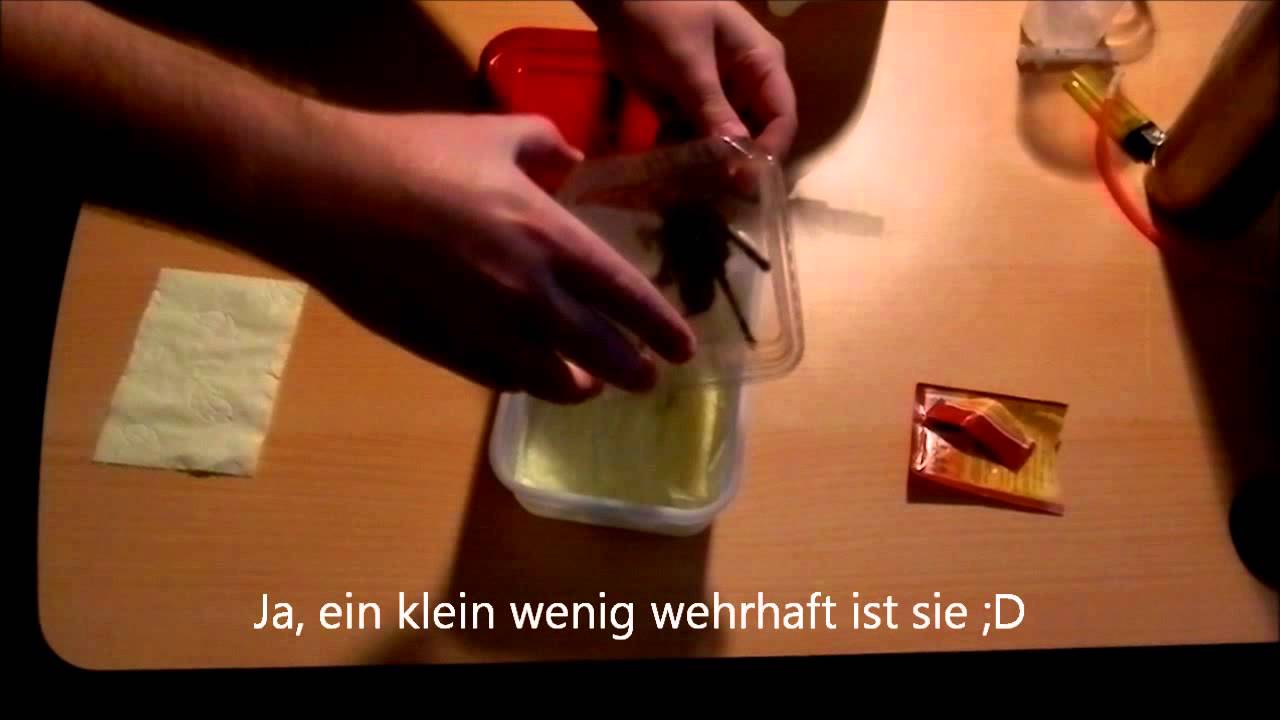 Vogelspinne in Narkose versetzen (German)