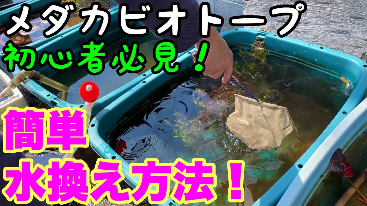 春のメダカビオトープ簡単水替え方法！コツ、ポイント解説！