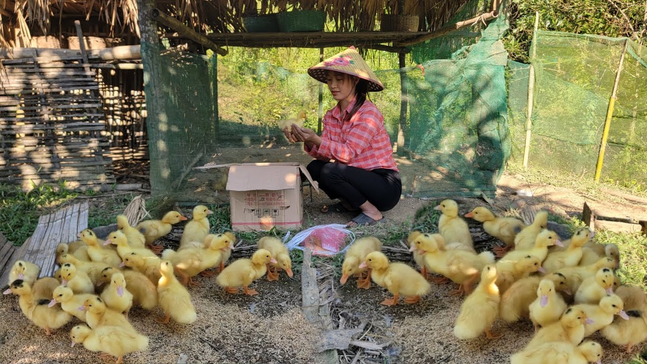 Single Mother Goes To The Market To Buy Ducklings To Raise - Farm Development | Single Mom Khe