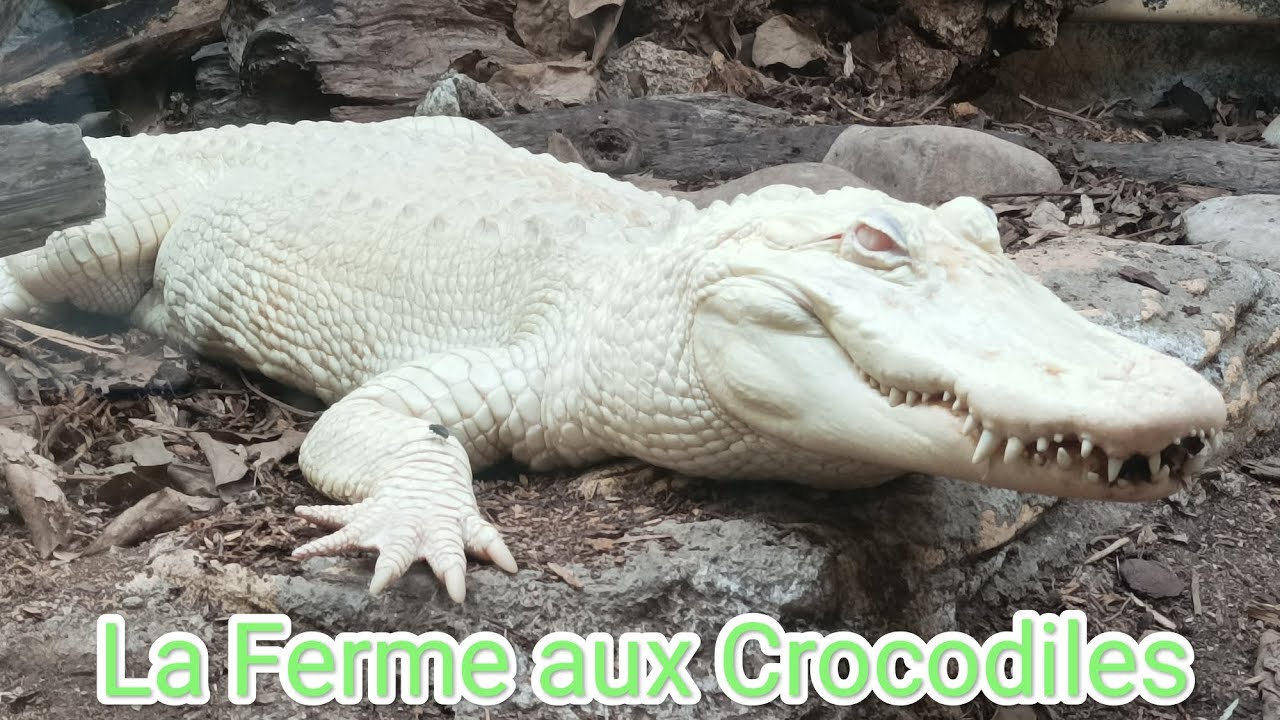 La ferme aux crocodiles, superbe journée en plein mois de décembre 😁🐊🐢🦎🐍🐊 (vid40)