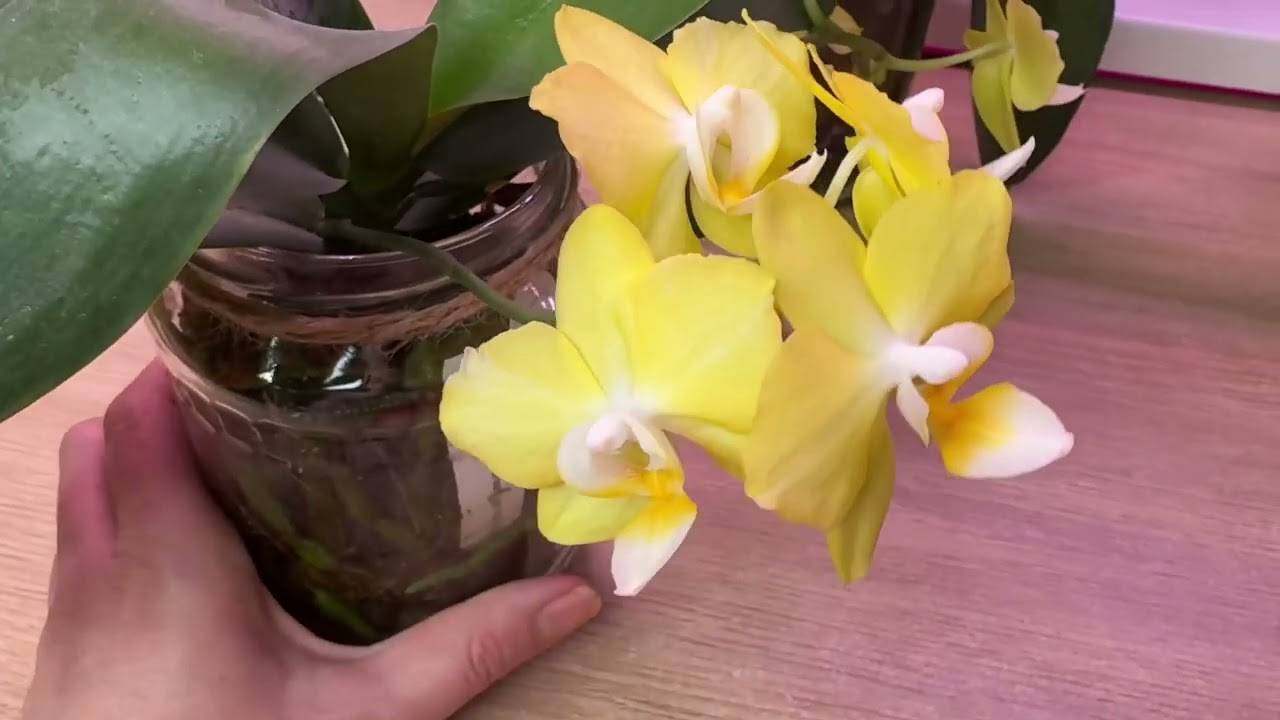 Любимая пора 🤗 Зимнее цветение орхидей 🌸🌼 Сорта в описании 👇🏻