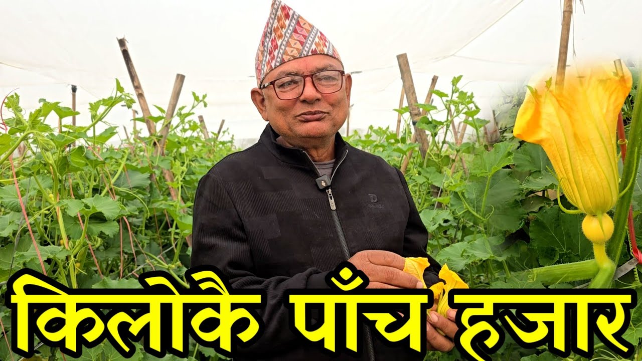 किलोकै पाँचौ हजार पर्ने झुल भित्र पहेलो बीउ खेति गरेका पौडेल काका,अचम्मको खेती झापामा 