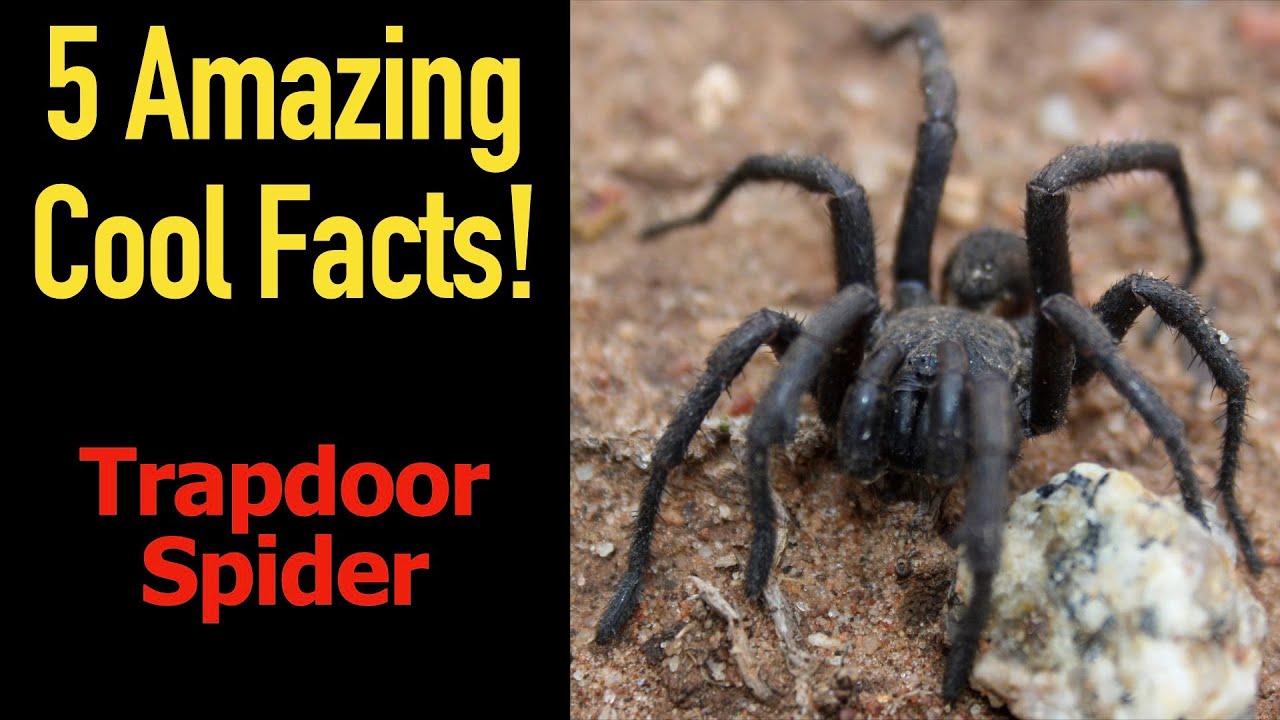 5 Fascinating Facts About The Trapdoor Spider