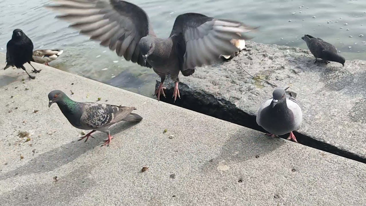 Mandarin Duck gets slapped around by a bully pigeon