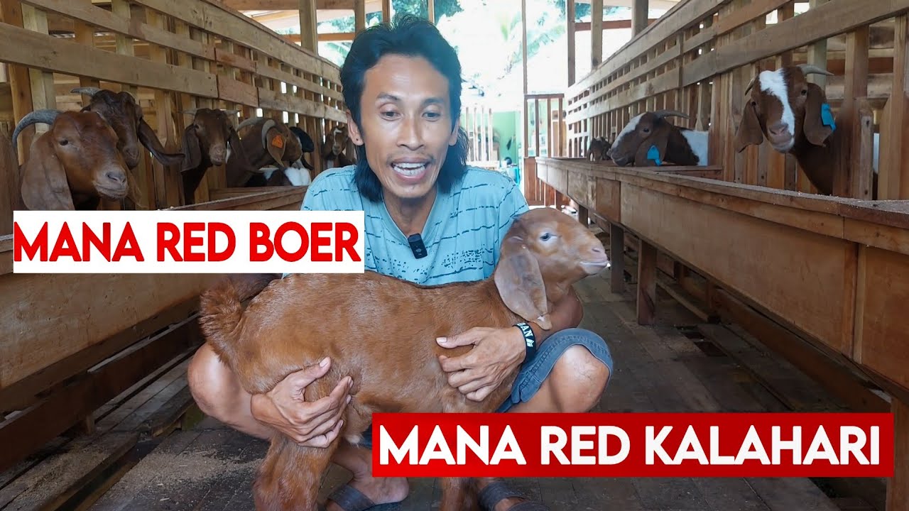 RED KALAHARI ATAU RED BOER ⁉️