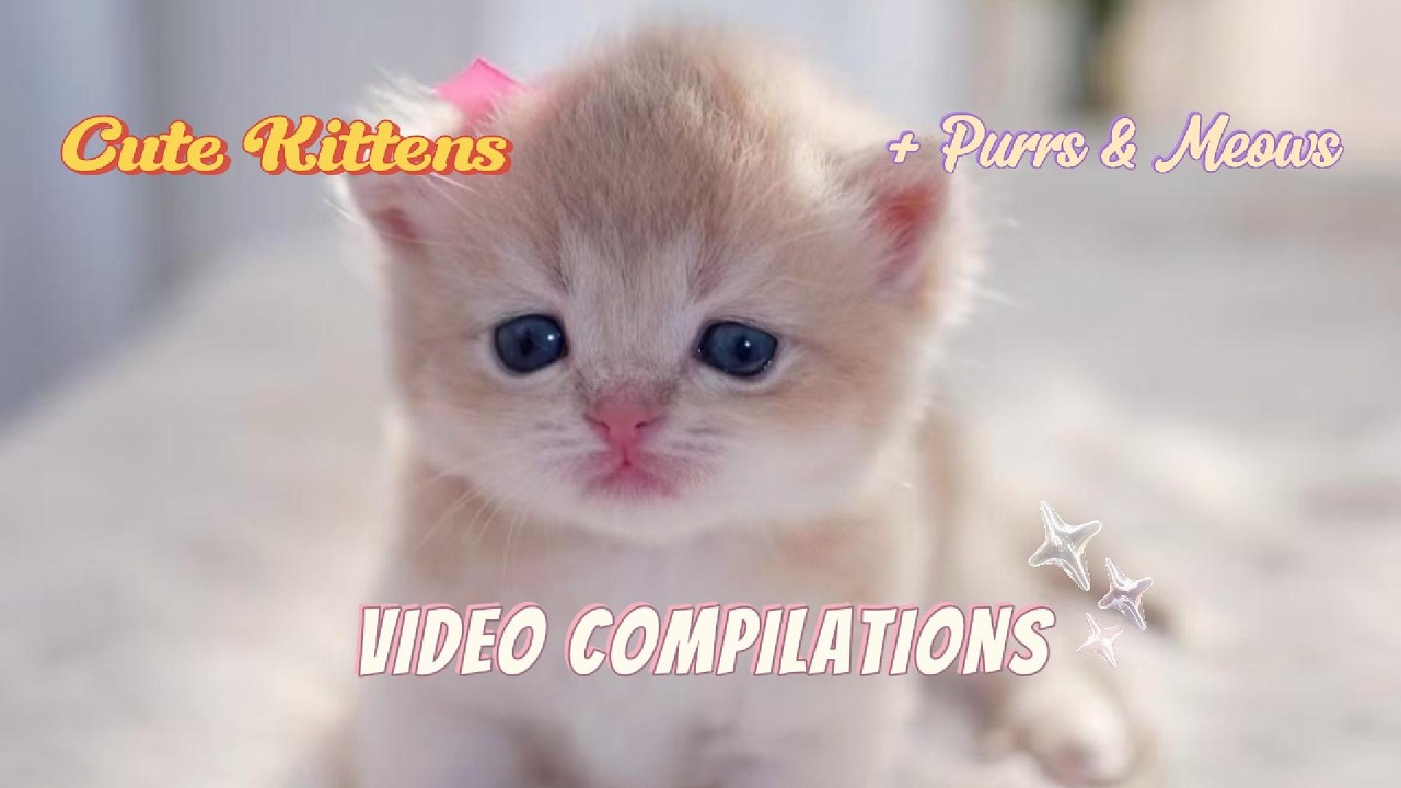 😻 10 Minute Healing Cat Purring ASMR &ndash; Relaxing Sounds to Soothe & Sleep 💤🐾