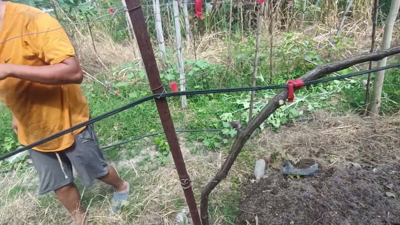 Así quedó la poda de formación de esta Parra 