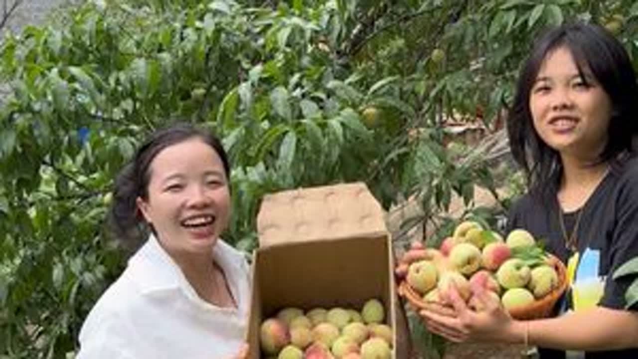 家里桃子熟了，和老妹来摘桃子家人吃，小时候的回忆已，小时候这个季节只要有空就会爬在桃子树上，我们小姑嫁得近 ，她自己种的苦麦菜 还叫我们拿一箱来给妈妈，真的太有心了#记录真实生活
