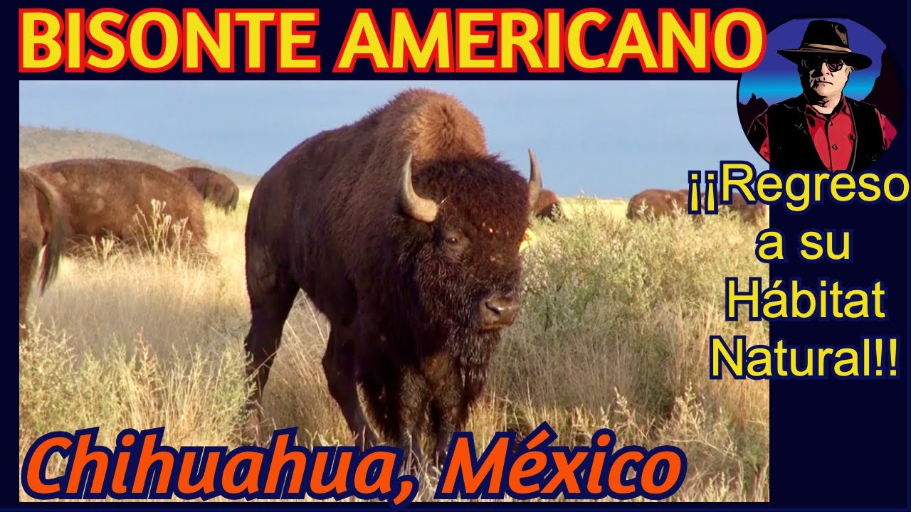 Bisontes Americanos en Chihuahua