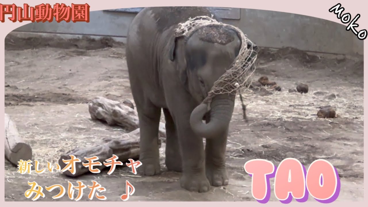 何でも遊びに変換してしまう❣♪❣【タオ】は天才🐘