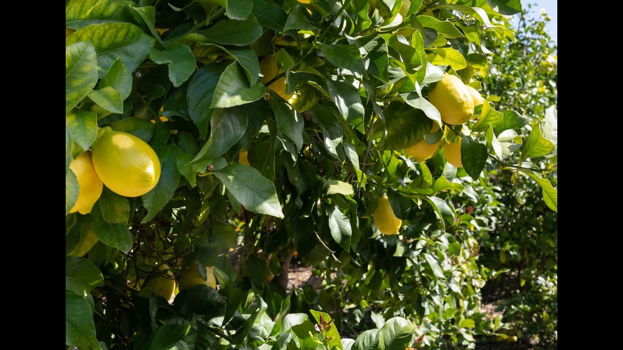 Golden Door Farms: Stewards of this Land