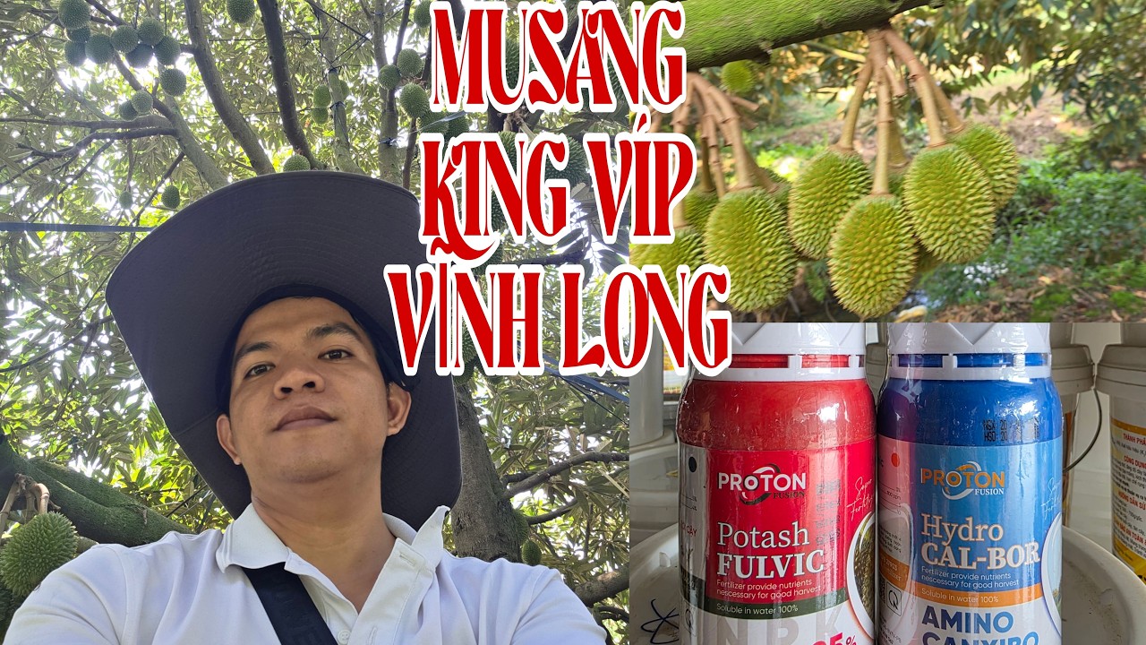 Siêu Phẩm Musang King Hòa Tịnh Mang Thít Vĩnh Long Vườn Anh Linh. NUÔI TRÁI LỚN NHANH KHÔNG CHÁY LÁ