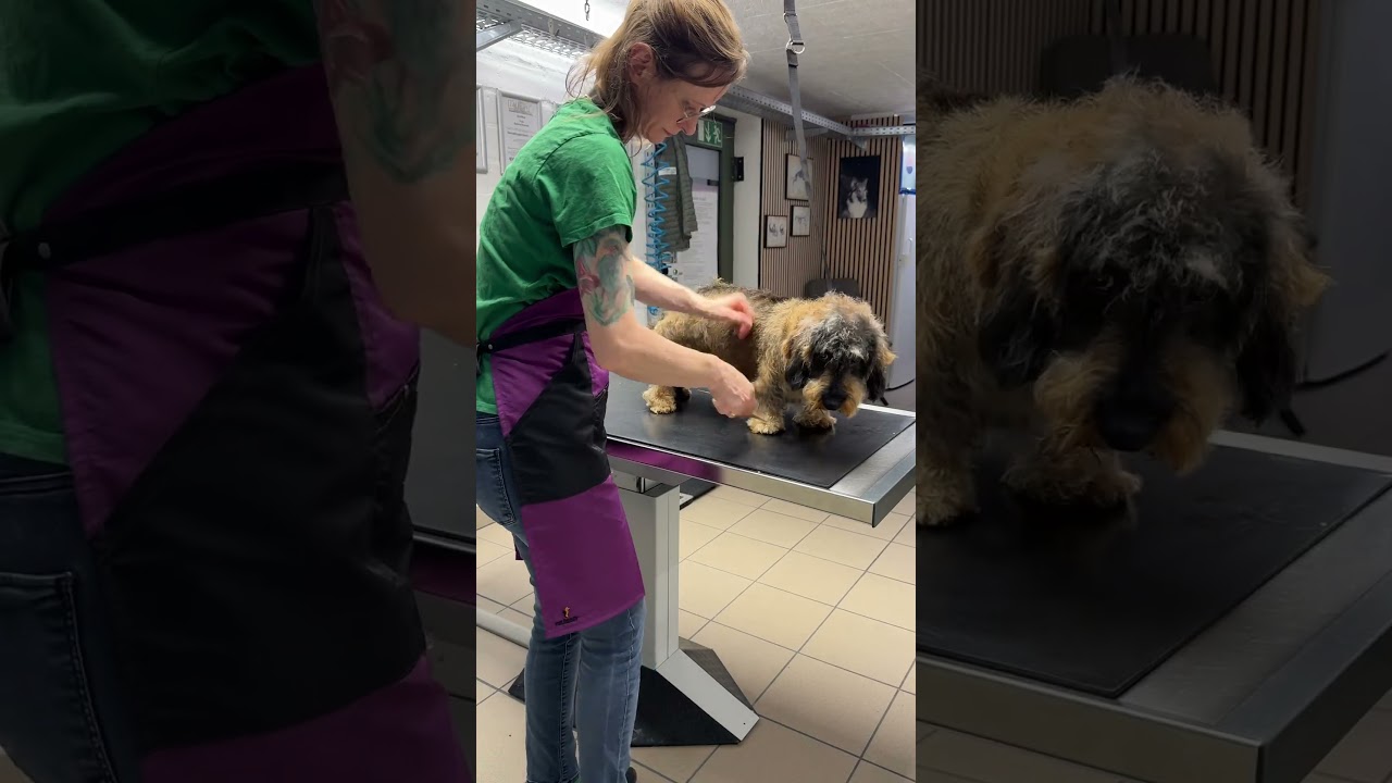 Trimmen eines Rauhaardackels #hund #groomer #trimmen #rauhaardackel