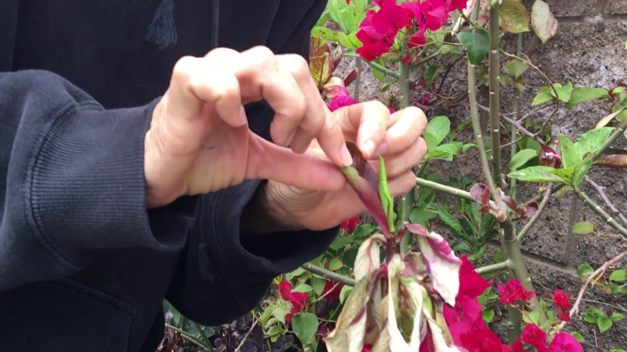 Identifying Cold Weather Damage on Your Succulents
