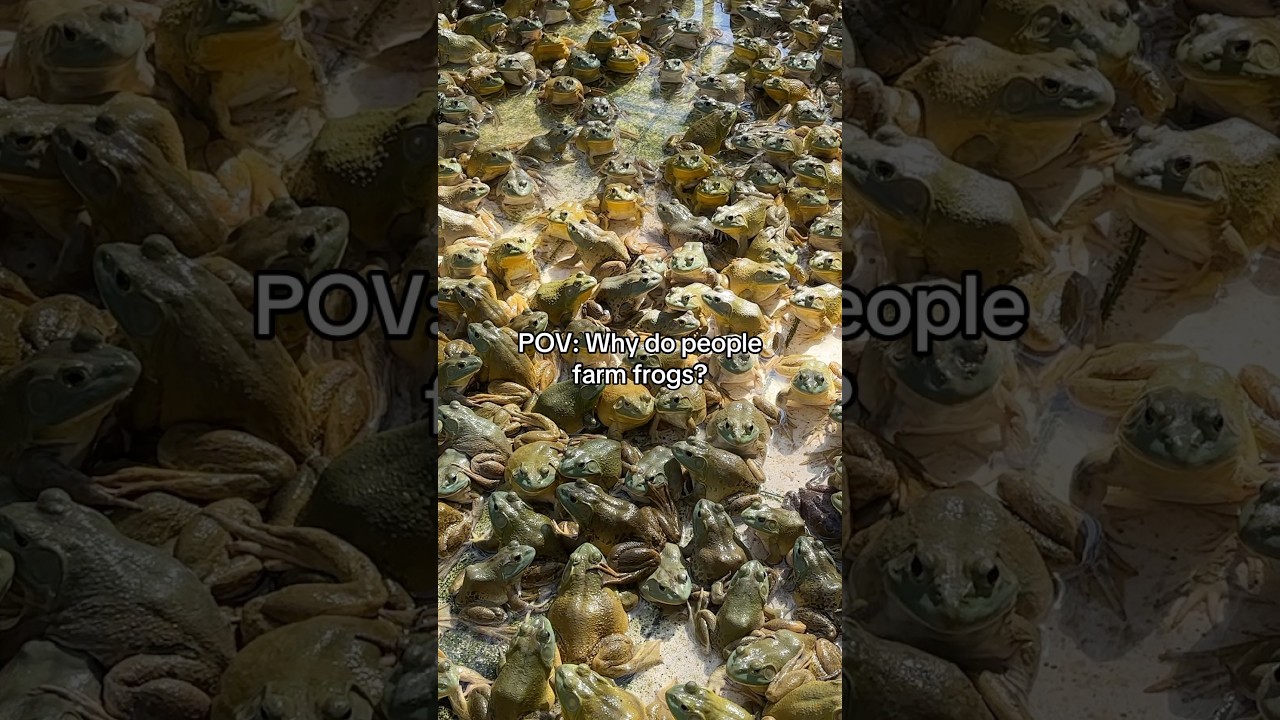 This frog farm exists for a reason. Frogs are farmed for food, breeding stock, and export markets.