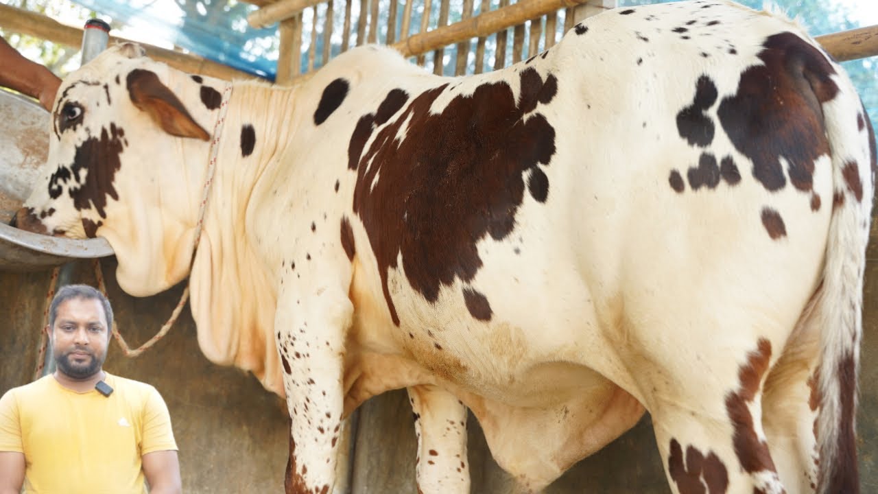 সিব্বি সহ ব্রাহমা গির ও পাকিস্তানি পাকরা গরুরহাই কোয়ালিটির কিছু স্পেশাল ষাড় গরু কিনুন কম দামে