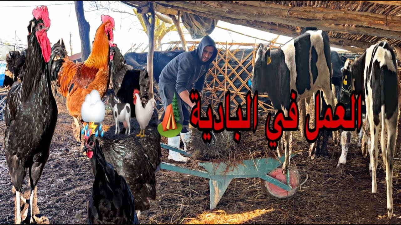 يوم من العمل الشاق في البادية اجواء رائعة في المزرعة الدجاج و الديك الرومي و الأبقار