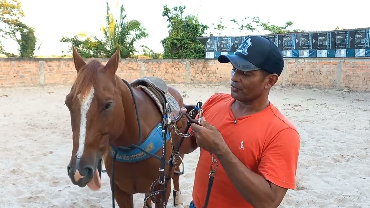 Como corrigir cavalo que balança e levanta a Cabeça