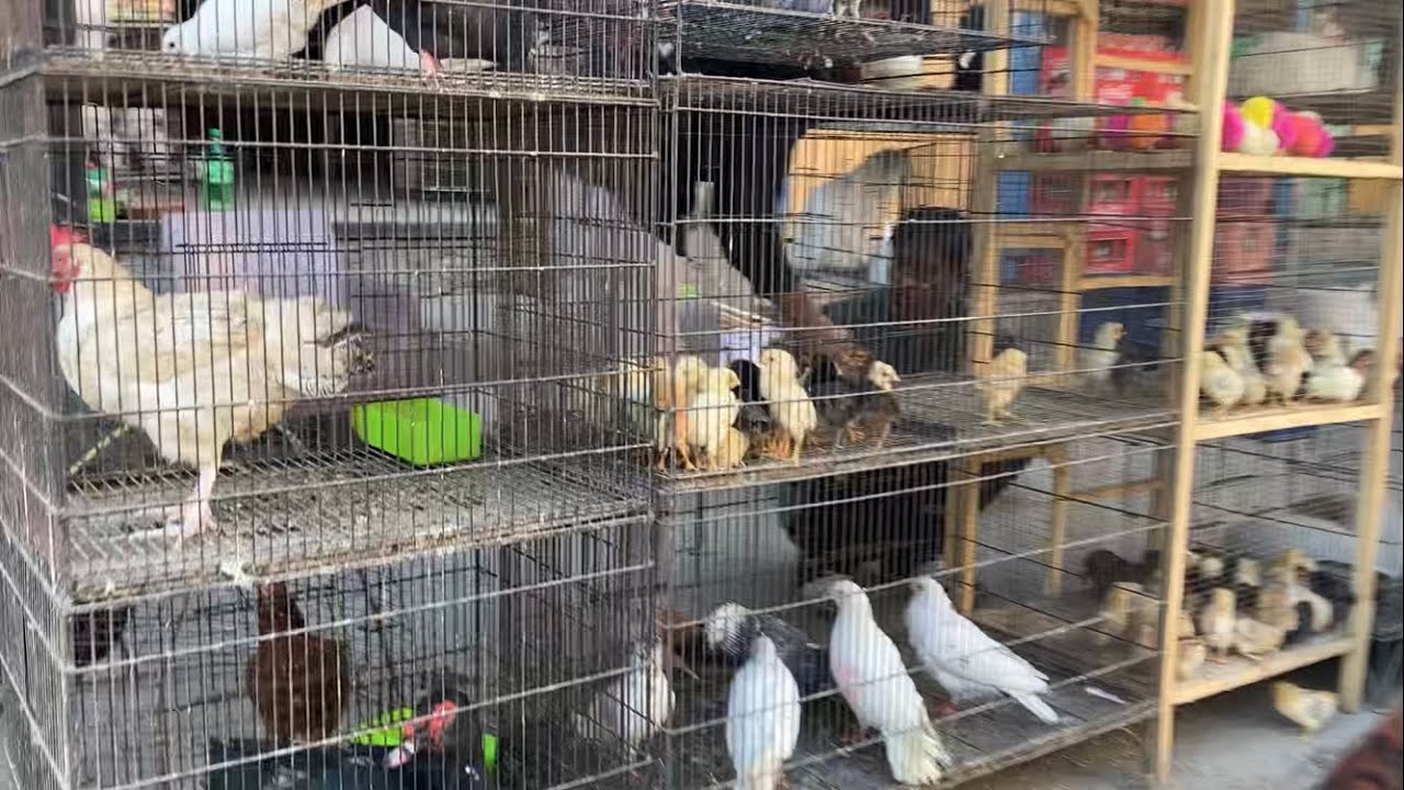 Gujranwala Birds Market Visit.