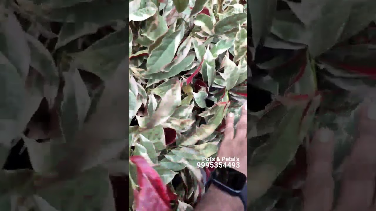 Excoecaria cochinchinensis Plant #plants #plantlovers #peace #greenlife
