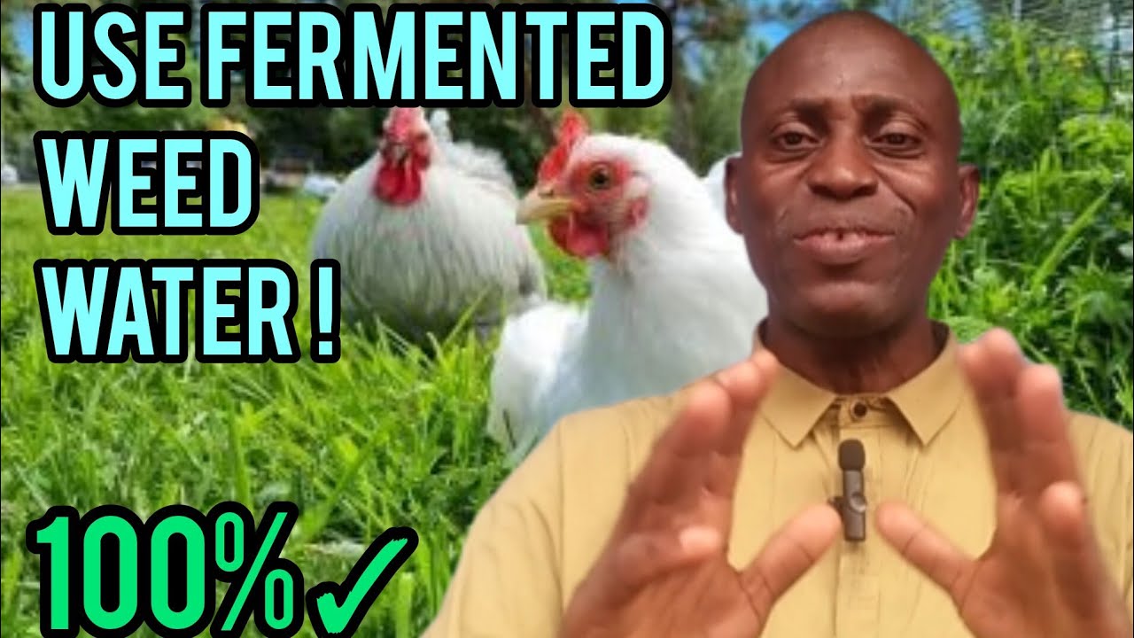 How to make use of Fermented grass & weed water in Poultry and livestock.