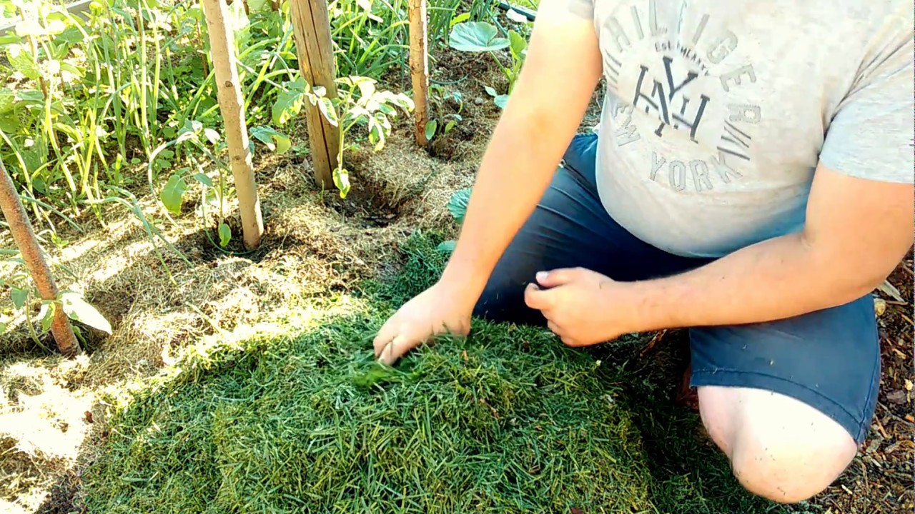 Warzywa w małym ogrodzie- Ściółkowanie  świeżo skoszoną trawą