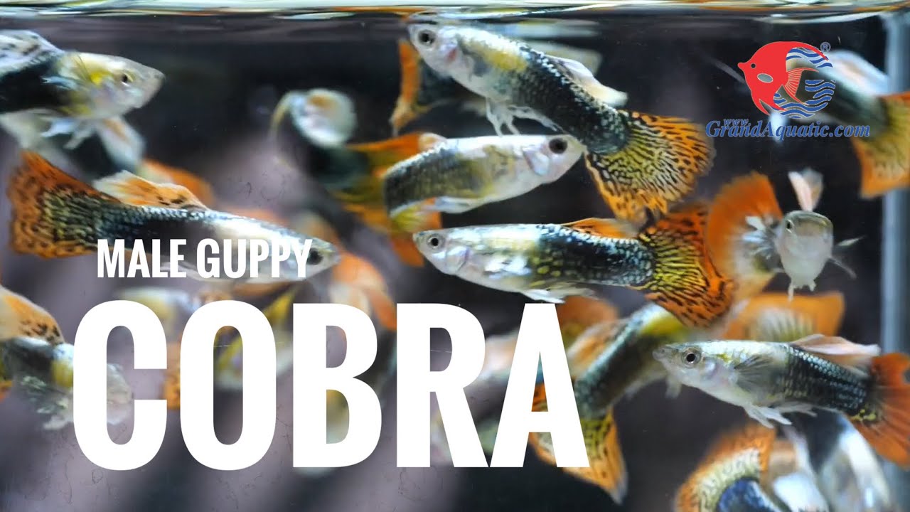 Male cobra guppy fish , top 5 of guppy export from Thailand.