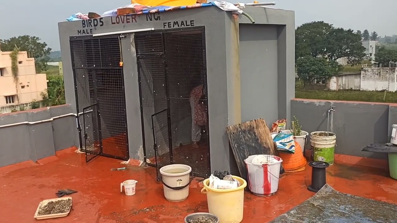 Ep-11Cleaning time🕊️🔥 #birds #kabootarba #pigeon #pigeonhouse #kabootar #birdsloverng #blng #pura