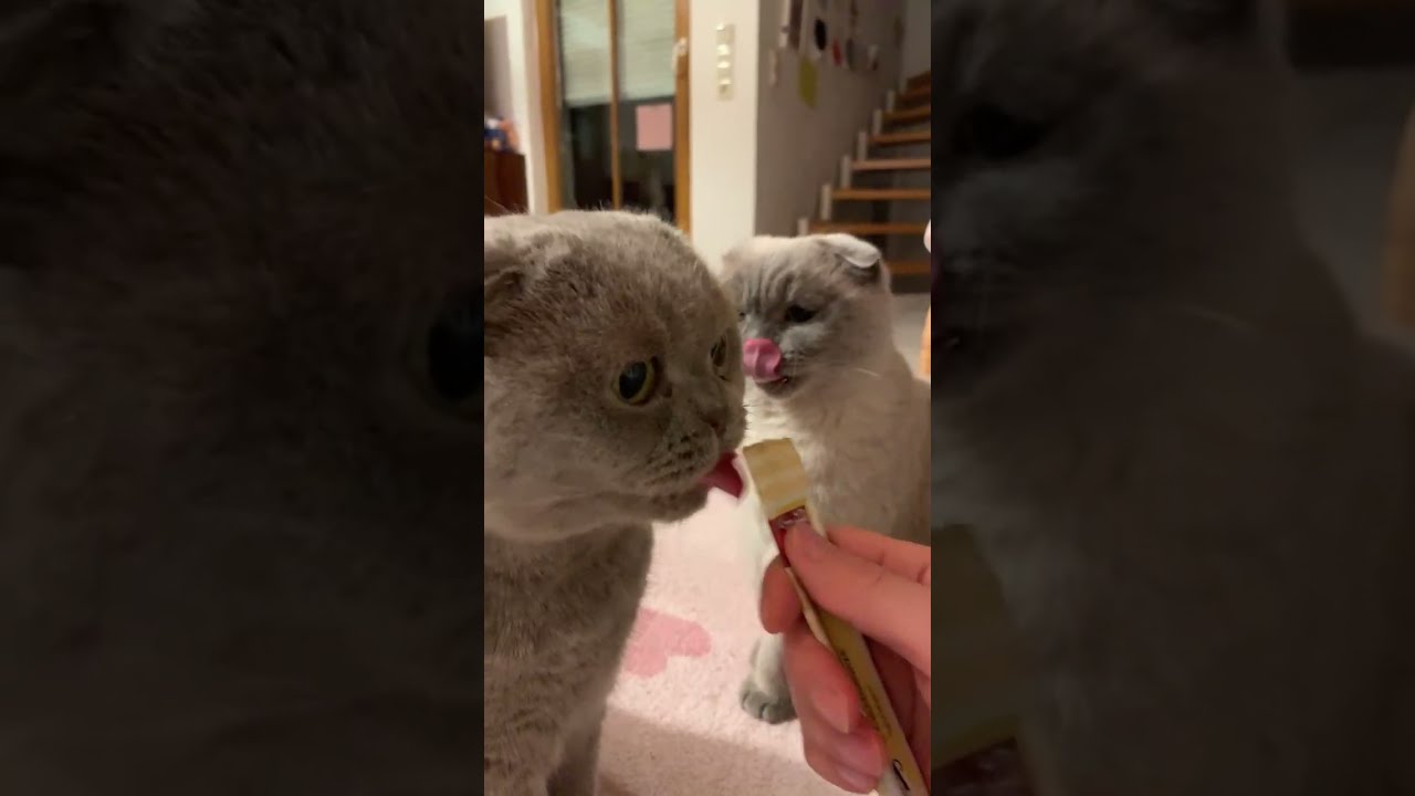 Cat Live | 2026. 2. 14 |Evening snack Mukbang #cat #mukbang #고양이 #먹방