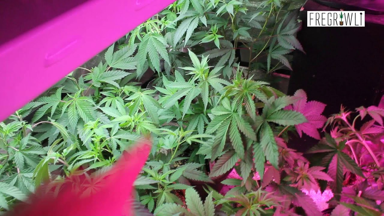 Veg Tent Update #6 - Goodbye HID, Welcome Back LED!