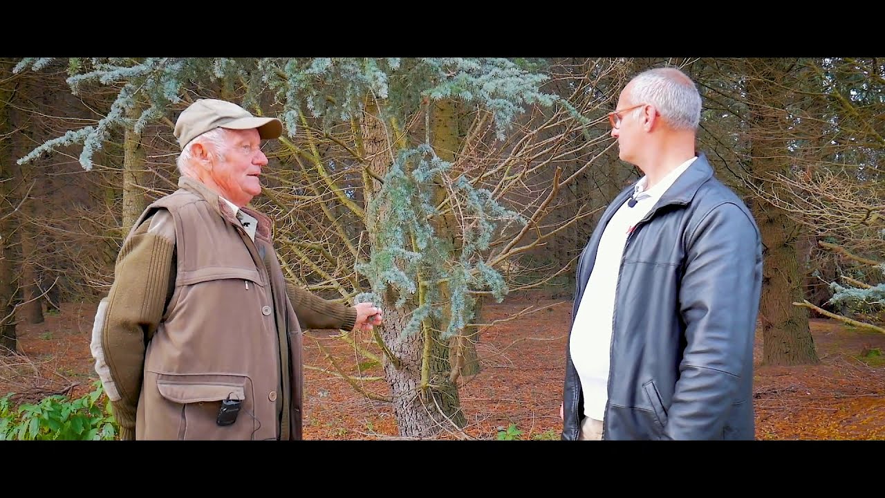 Miklósfai parkerdő