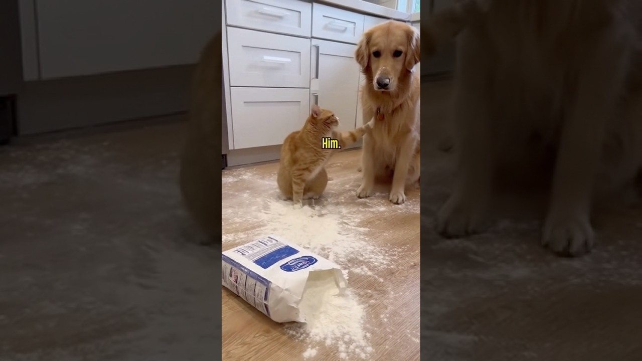 Cat Snitches on Dog After Kitchen Flour Disaster 🐱🐶 #shorts