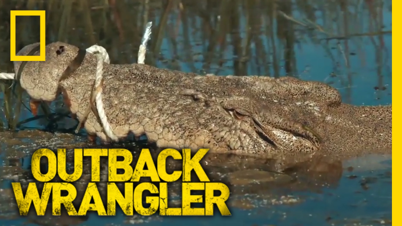Lurking in Clear Water | Outback Wrangler