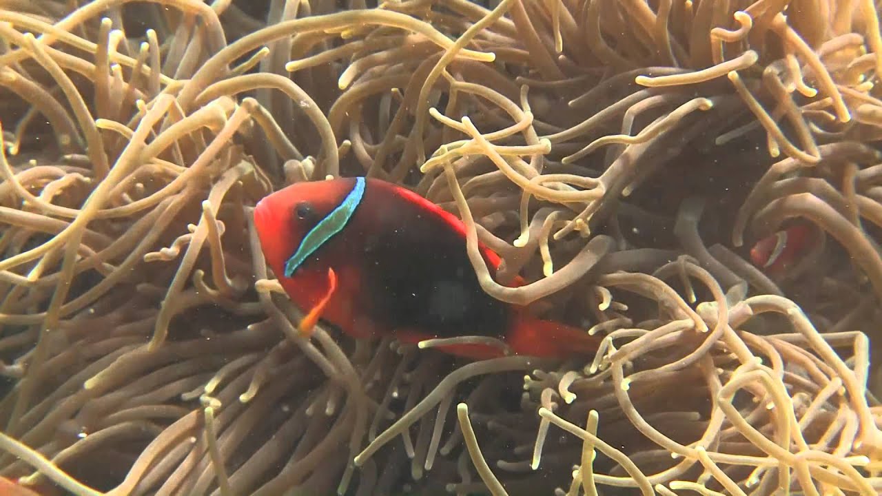 【紀錄觀點】-【海】 珊瑚礁魚類