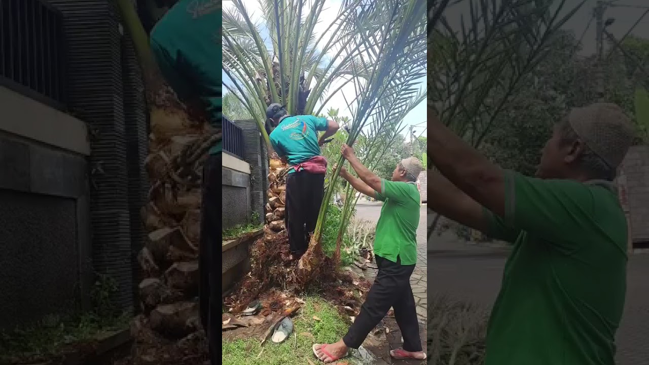 Tenaga ahli jasa rawat kurma #kurmakediri #jasa #tenagaahli #rawatkurma #4u #datepalm #garden #xxx