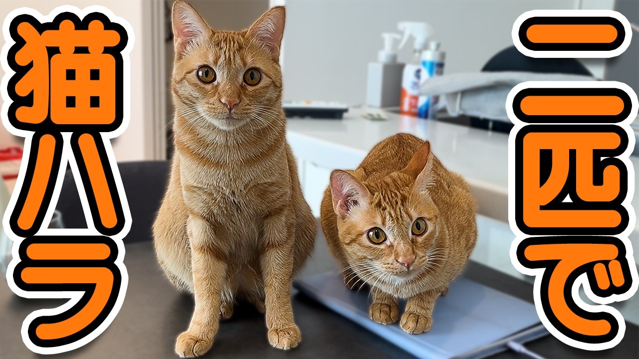 保護猫との日常は飽きません