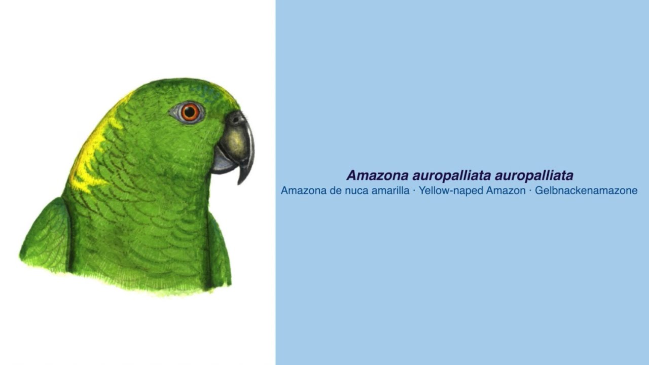 Video Encyclopedia of Parrot Species - #309 Amazona auropalliata