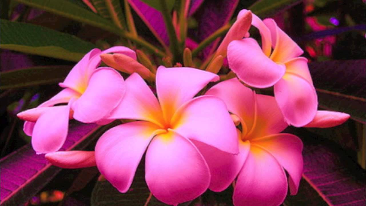 Kea dau voli na Gauna