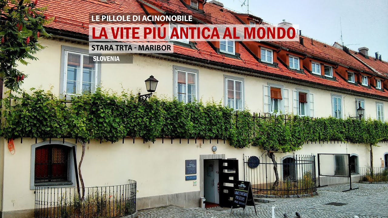 La Vite più Antica del Mondo